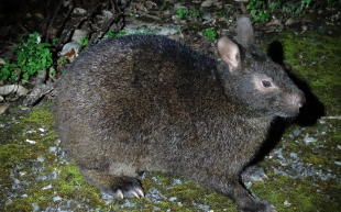 アマミノクロウサギ