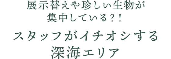 展示替えや珍しい生物が集中している？！スタッフがイチオシする深海エリア