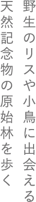 野生のリスや小鳥に出会える天然記念物の原始林を歩く