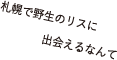 札幌で野生のリスに出会えるなんて