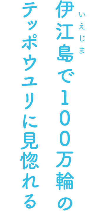 伊江島で100万輪のテッポウユリに見惚れる