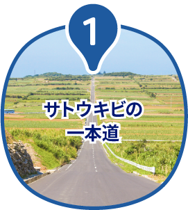 サトウキビの一本道