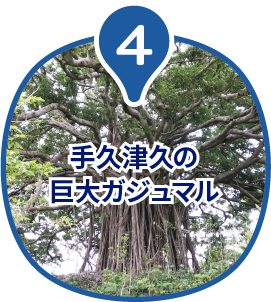 手久津久の巨大ガジュマル