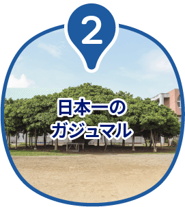 日本一のガジュマル