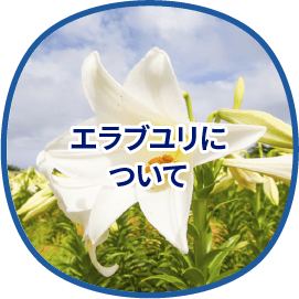 エラブユリについて