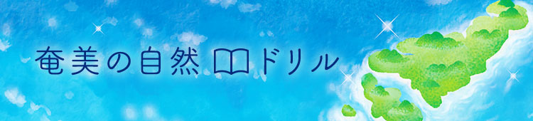 奄美の自然ドリル