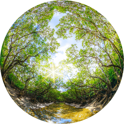 水から生える不思議なマングローブ林