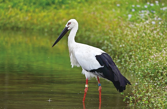 コウノトリの郷公園の画像